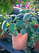 Plectranthus 'Silver Shield' (Weihrauch) in terracotta topf