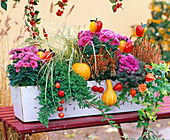 Chrysanthemum Yahou ' Tictac ' (Herbstchrysantheme), Calluna Beauty Ladies