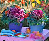 Brassica (ornamental cabbage) in blue tin buckets, garden tools, foliage
