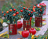 Solanum pseudocapsicum (coral bush), minis in tomato paste cans