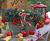 Gaultheria procumbens 'Winter Pearl' (mock berry), Malus (apples), Juglans
