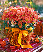 Chrysanthemum (löffelblütige Topfchrysantheme) in orangem Bambus Topf