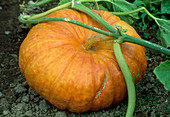 Cucurbita 'Rouge Vif D'Etamps' (Speisekürbis)