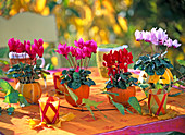 Cyclamen (Alpenveilchen) in ausgehöhlten Cucurbita (Kürbissen) als Übertopf