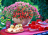 Impatiens walleriana Jellybean (Fleissige Lieschen), pink, pink and orange