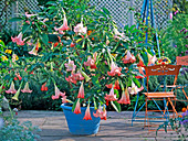 Datura 'Ecuador Pink' (Engelstrompete) im blauen Kübel