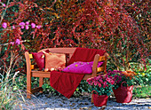 Orange bench in front of Berberis vulgaris (sour thorn)