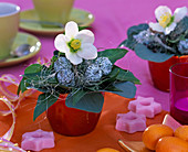 Small arrangement with Helleborus niger (Christmas rose), fruits