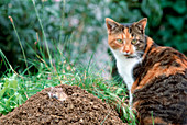 Vole with cat in the garden
