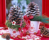 Pinus pinea, cones with artificial snow sprayed on white pots