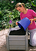 Planting clematis in wooden tub (1/9)