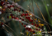 Berberis vulgaris (Barberry, berries) Berries on the branch