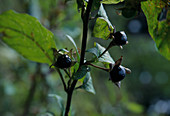 Atropa belladonna (deadly nightshade), fruits