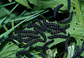 Schmetterlingsraupen vom Tagpfauenauge (Inachis io; Syn.: Nymphalis io)