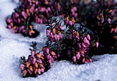 Erica carnea (Schneeheide), blühend im Schnee