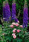 Delphinium 'Black Knight', Lilac (Rose)