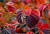 Foliage of witch hazel (witch hazel), red autumn color