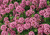 Pink flowers of Phuopsis stylosa (false woodruff)