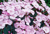 Pink flowers of Dianthus gratianopolitanos (Pentecostal carnation)