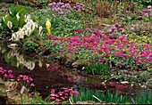 Beet am Wasser mit Primula (Rosen-Primeln, Kugelprimeln), Ranunculus ficaria (Scharbockskraut) und Lysichiton (Scheinkalla)