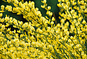Gelbe Blüten von Cytisus x praecox ' Allgold ' (Elfenbeinginster)