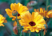 Yellow flowers of Calendula officinalis (Marigold)