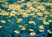 Gelbe Blüten von Doronicum orientale (Gemswurz)