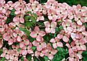 Pink flowers of Cornus kousa 'Satomi' (dogwood flower)