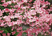 Zweig von Cornus florida 'Rubra' (Blumenhartriegel, Rosa)