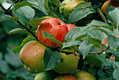 Malus (apple), fruit on a branch