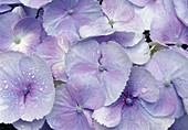 Light blue flowers of Hydrangea macrophylla (Hydrangea)