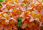 Orange Blüten von Rhododendron Luteum Hybride 'Friedrich Wöhler'