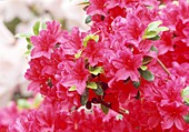 Pinkfarbene Blüten von Rhododendron Aronense Hybride 'Kumiko' (Kurume Azalee)