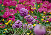 Purple flowers of Primula denticulata (globe primrose)