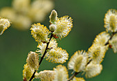 Blossoms of Salix aurita (Eared willow) on a branch