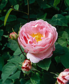 Kletterrose 'Constance Spry', Englische Rose, einmalblühend, duftend