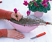 Cyclamen arrangement in pink jardiniere