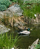 Useful guests in the garden pond, Wild duck couple