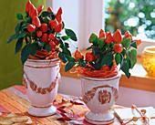 Capsicum annuum (ornamental capsicum, orange) in white pots