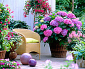 Shaded terrace with Hydrangea macrophylla (Hydrangea)