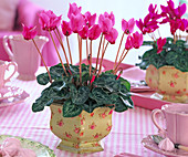 Cyclamen persicum (Cyclamen)