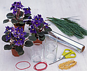 Usambara violets with pine needles (1/7)