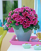 Senecio cruentus (pink cineraria) in light blue pot