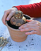 Grow amaryllis in clay pot