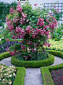 Climbing rose in a beech rondel photographed in the Freising courtyard garden