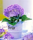 Hydrangea (blue hydrangea) in enamelled soap cup