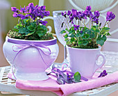 Viola odorata (fragrance violet) in white ceramic