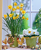 Narcissus 'Tete a Tete' (Narzissen), Primula acaulis (Frühlingsprimel)