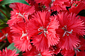 Blossoms of red dianthus (carnations)