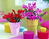 Rhipsalidopsis (Easter Cactus) Pink and Red
